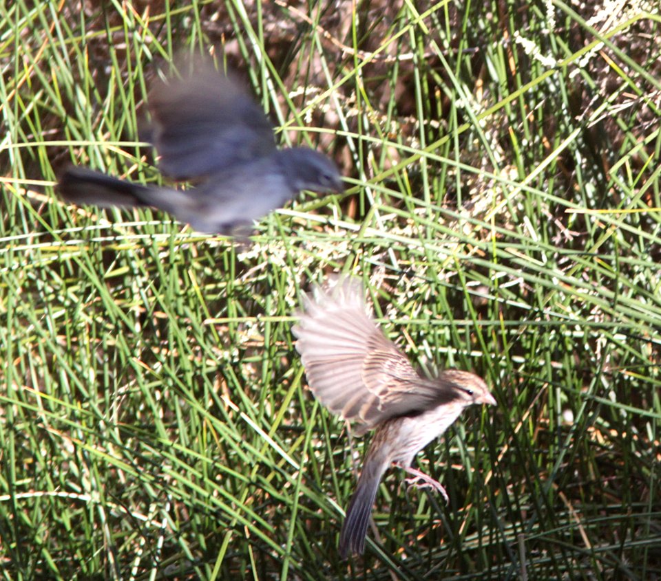SPARROW, CHIPPING (9-20-09)  juv, quail springs -06