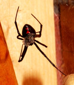 SPIDER, BLACK WIDOW (8-10-10) yard, west of patagonia, scc, az -02