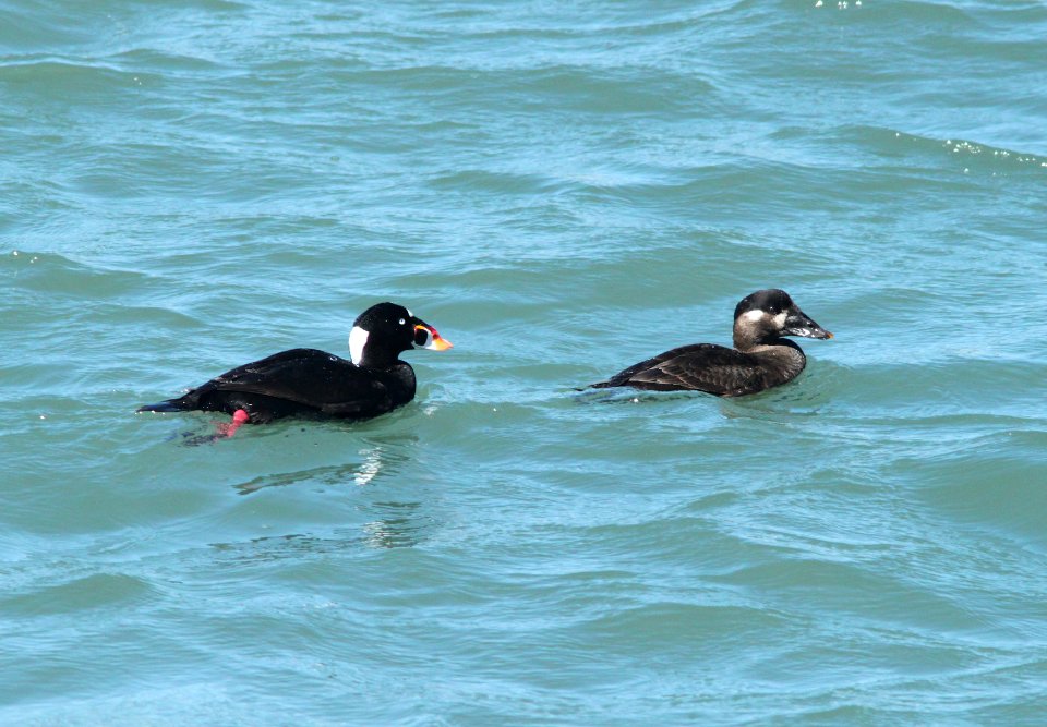 SCOTER, SURF (3-22-10) morro bay, ca -01
