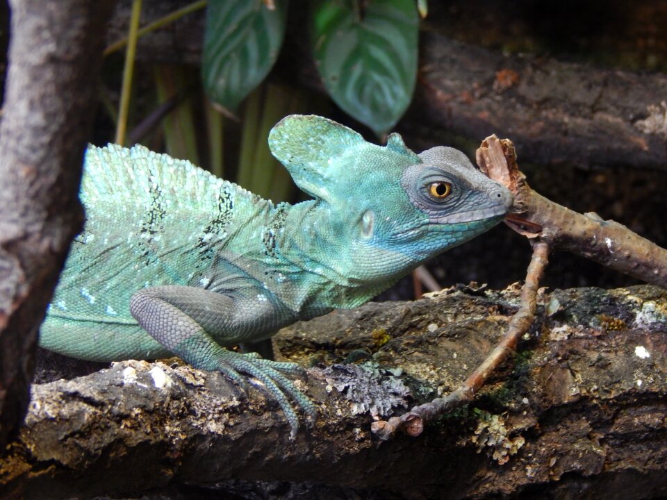 Animal colors reptile