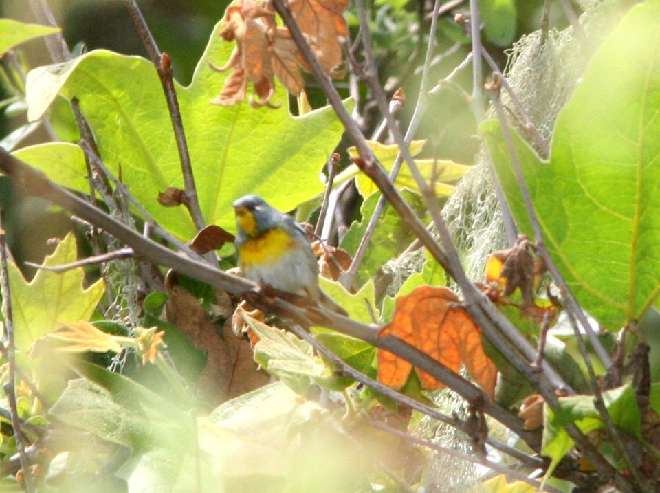 PARULA, NORTHERN (6-3-09) probable adult male, cerro alto c g rd, slo county -05