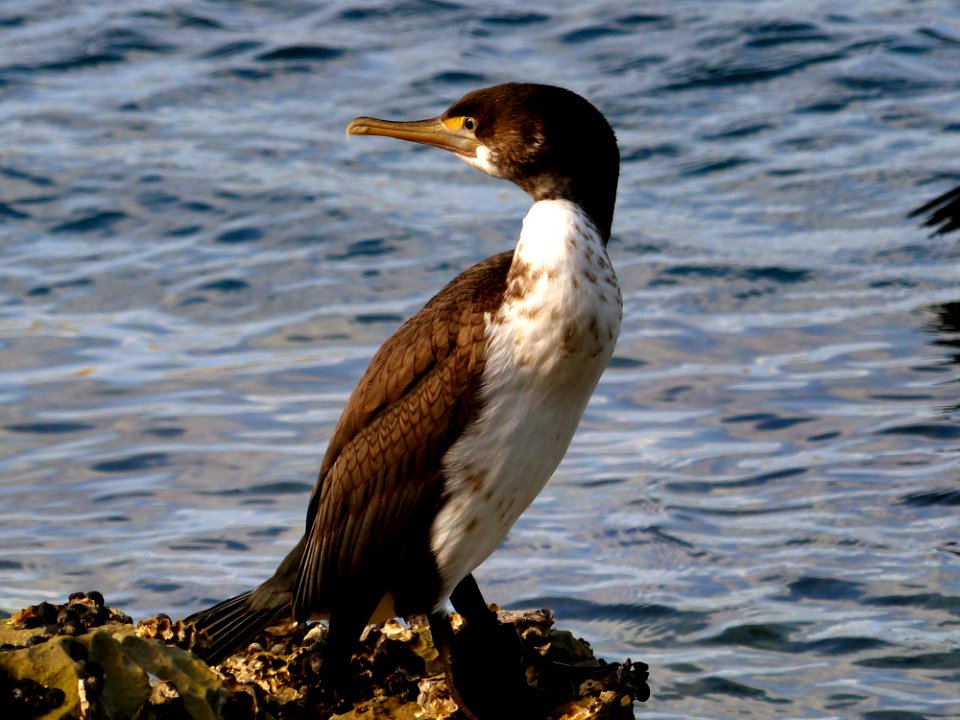 Spotted shag. (Stictocarbo punctatus)