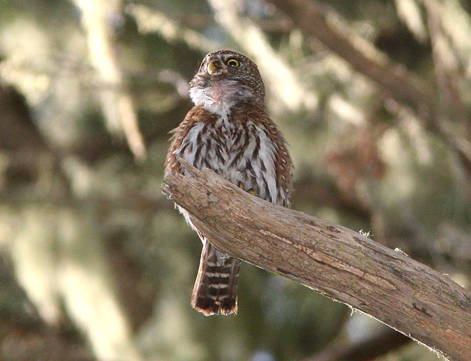 OWL, NORTHERN PYGMY (4-30-09) mdo -04