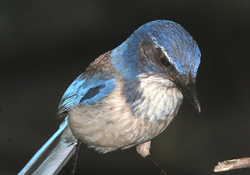 JAY, WESTERN SCRUB (4-28-09) canet -1