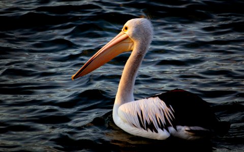 Australian Pelican. (Pelecanus conspicillatus) photo