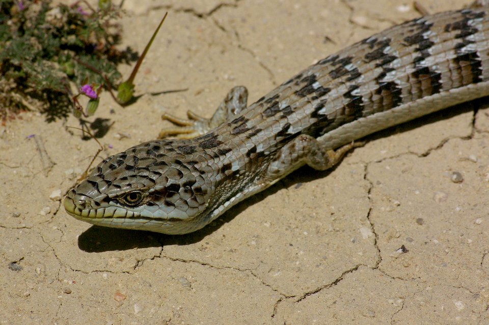 09-032 Alligator Lizard (Elegaria multicarinata) slo co, ca -2
