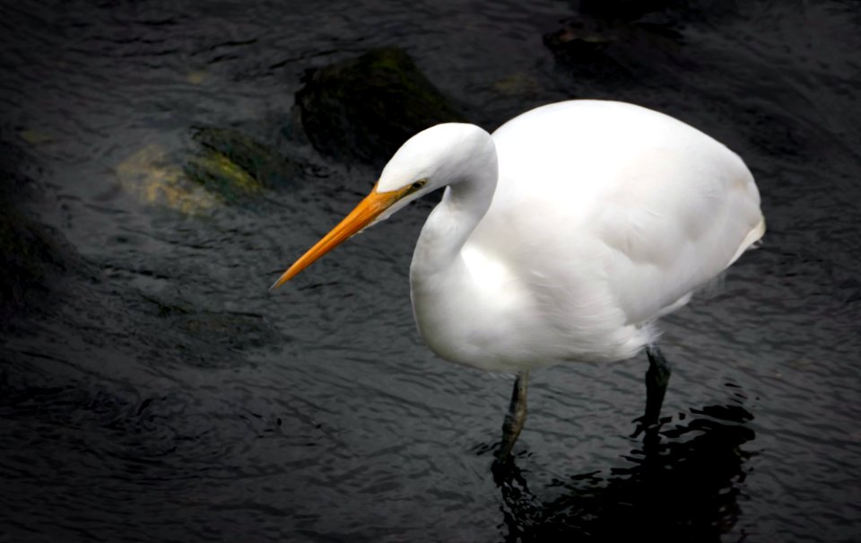White heron,( Egretta alba modesta),NZ.