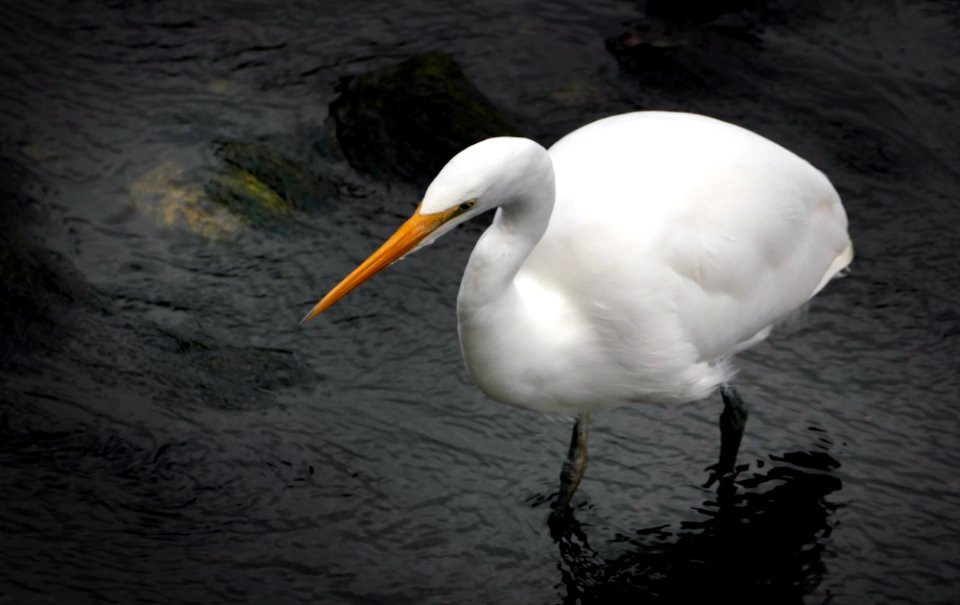 White heron,( Egretta alba modesta),NZ. photo