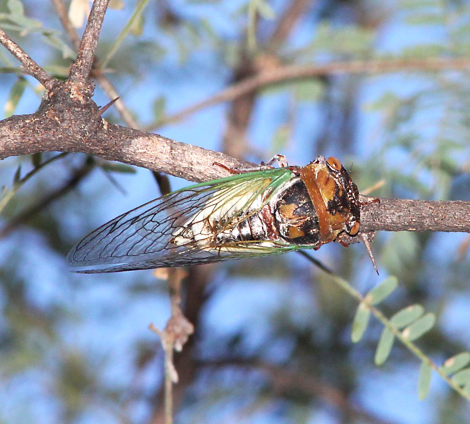 CICADA (9-10-10) blue haven rd, patagonia, scc, az -01