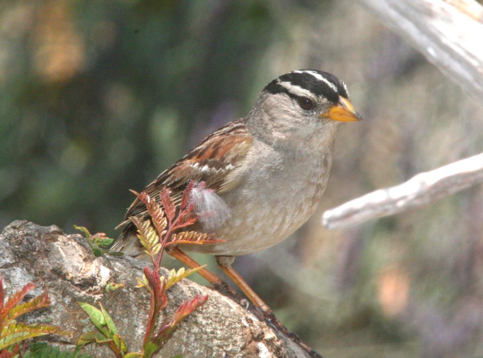 SPARROW, WHITE-CROWNED (6-11-09) canet rd, morro bay, slo co -14