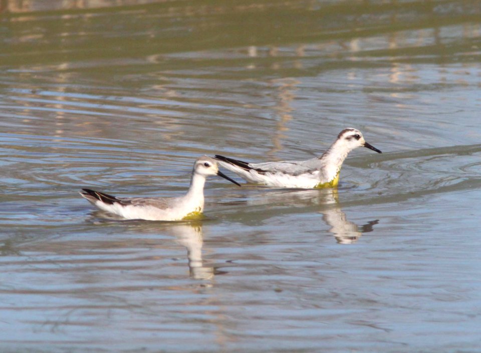 PHALAROPE, RED (9-15-10) Bog Hole Wildlife Area south of Patagonia, scc, az -14, with Wilson's