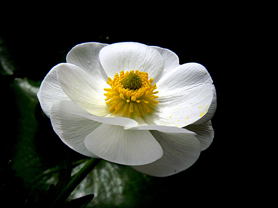 Mount Cook Lily. (Ranunculus lyallii )