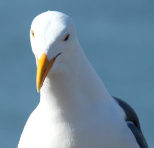 GULL, WESTERN (3-23-10) morro bay, ca -01