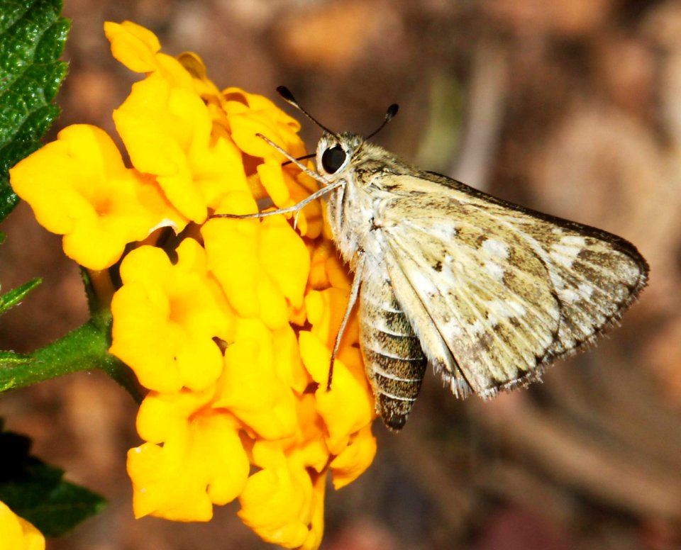 SKIPPER, CARUS (Polites carus) (9-18-10) 78 circulo montana, pat lake ranch estates, scc, az -01