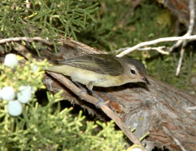 VIREO, WARBLING (9-21-09) cottonwood springs, carrizo n m , slo co, ca -01
