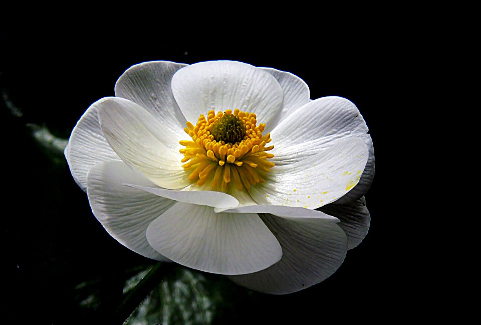 The Mount Cook Lily.NZ ((Ranunculus lyallii) photo