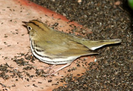 OVENBIRD (10-12-09) atascadero, slo co, ca -03