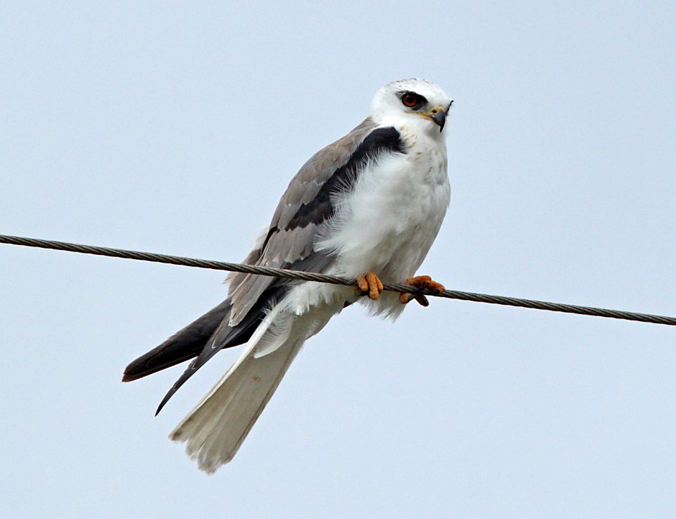 KITE, WHITE-TAILED (1-12-09) -02