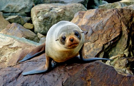 Southern New Zealand fur seal. photo