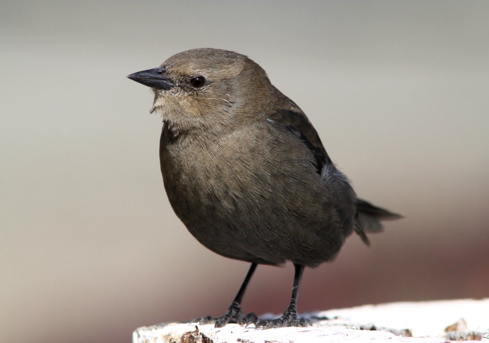 BLACKBIRD, BREWERS  fem -01