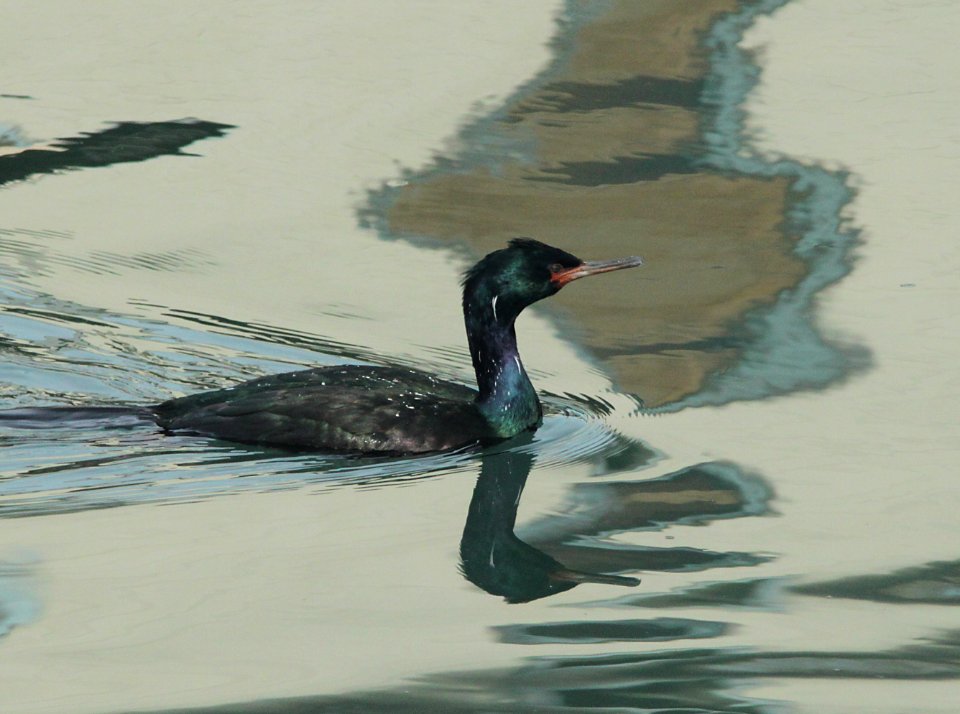 CORMORANT, PELAGIC (1-9-10) morro bay, ca -03