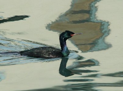 CORMORANT, PELAGIC (1-9-10) morro bay, ca -03