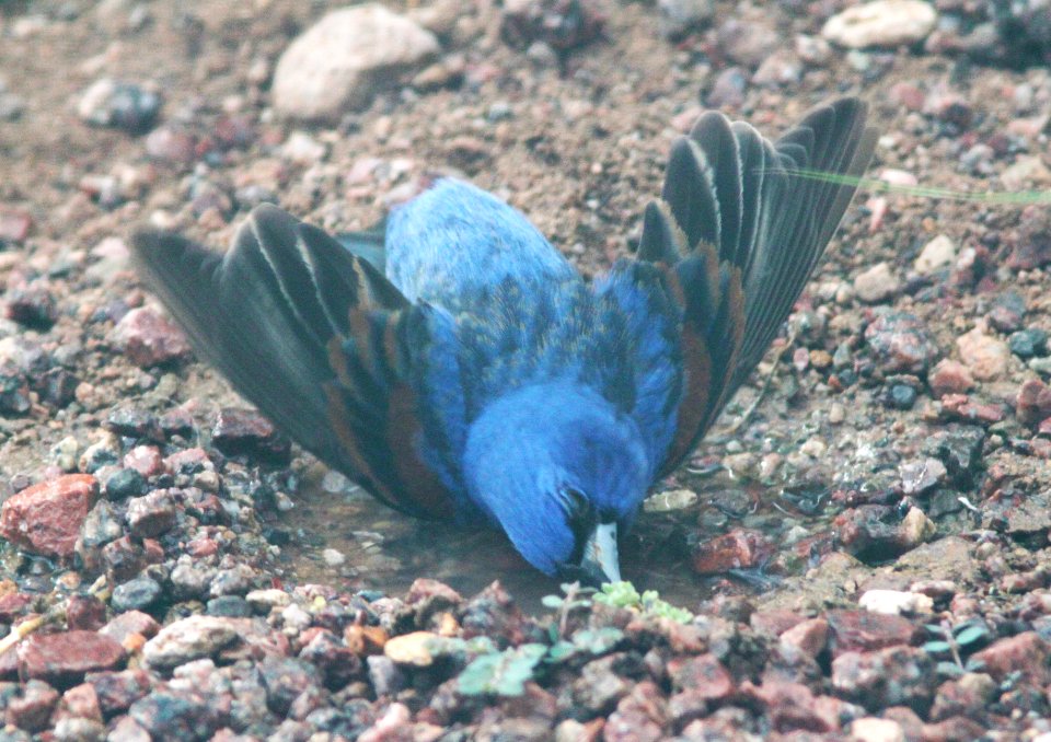 GROSBEAK, BLUE (7-17-10) yard, patagonia, az -01