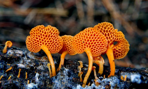 Orange Pore Fungus (Favolaschia calocera)