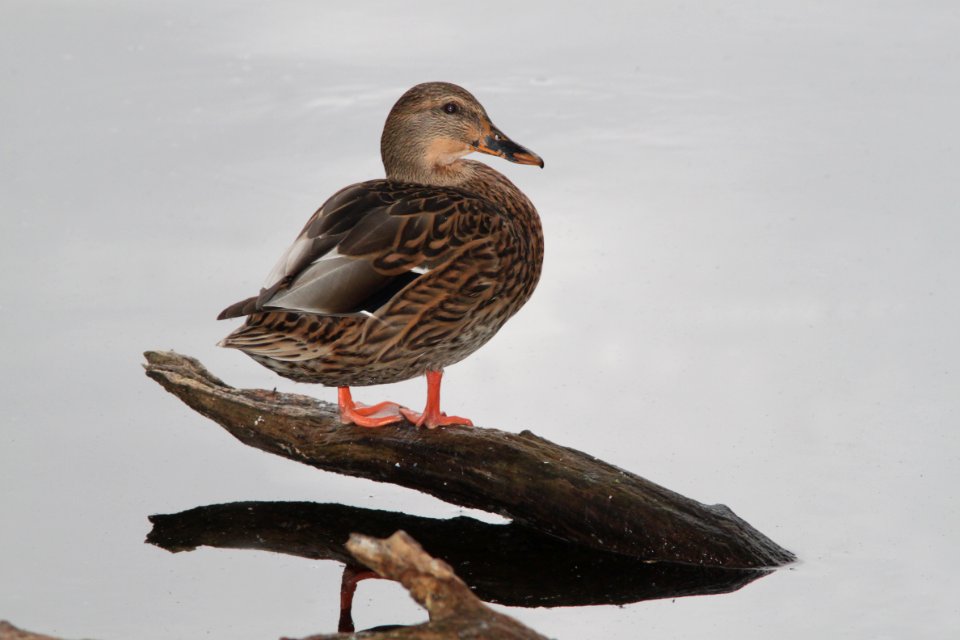 MALLARD (10-12-09) oceano c g -01