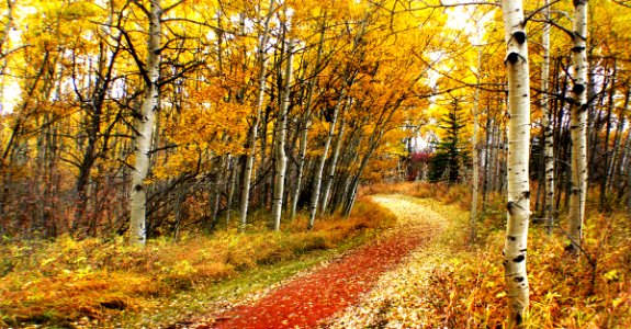 Autumn Calgary Alberta