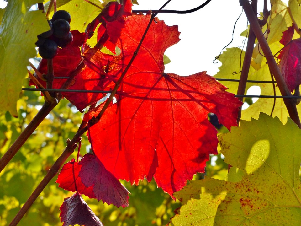 Golden autumn leaves bright