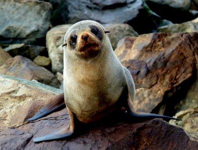 New Zealand Fur seal.