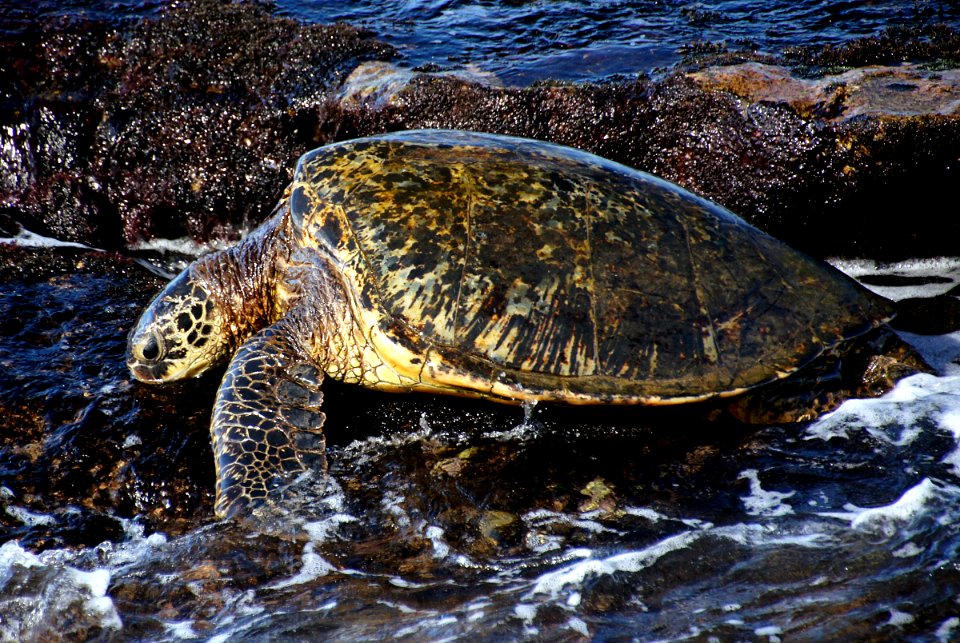 Green sea turtle.