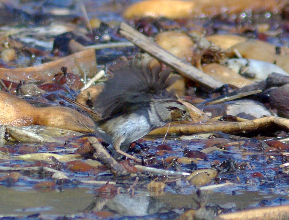 SPARROW, SWAMP (2-9-09) san simeon -04