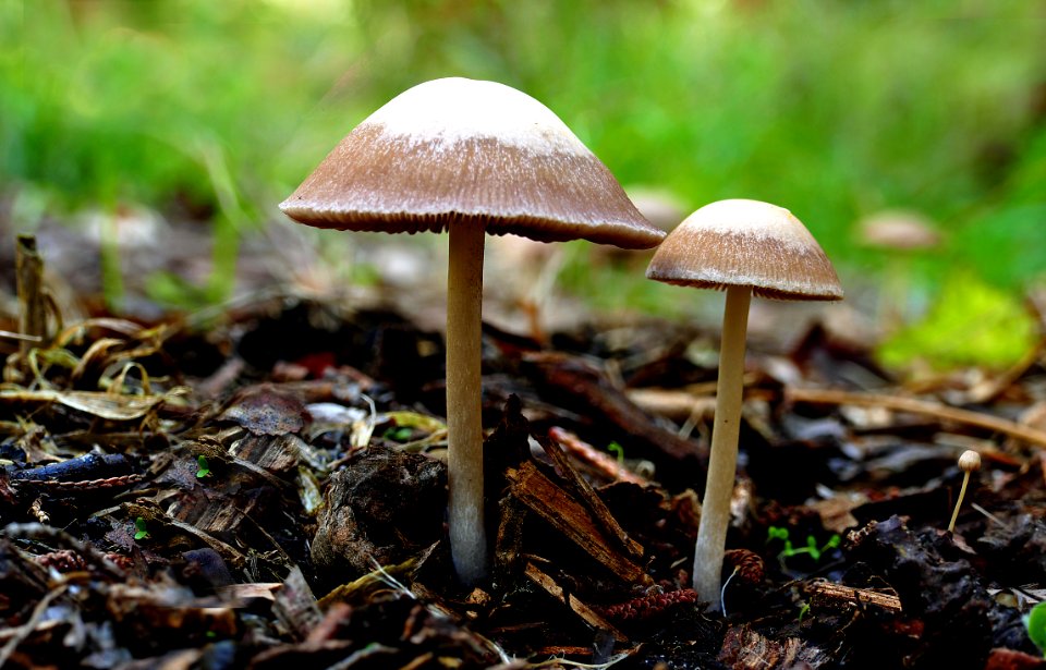 Panaeolus sphinctrinus - (Hoop petticoat)
