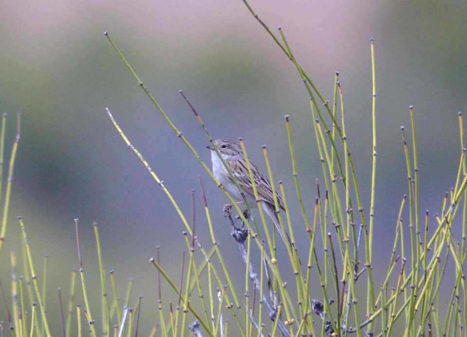 SPARROW, BREWER'S (4-14-09) carrizo -03