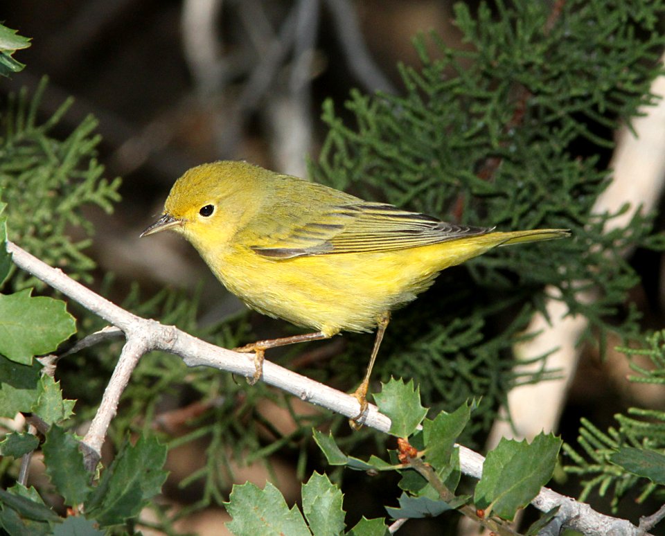 WARBLER, YELLOW (9-21-09) cottonwood springs, carrizo n m , slo co, ca -12