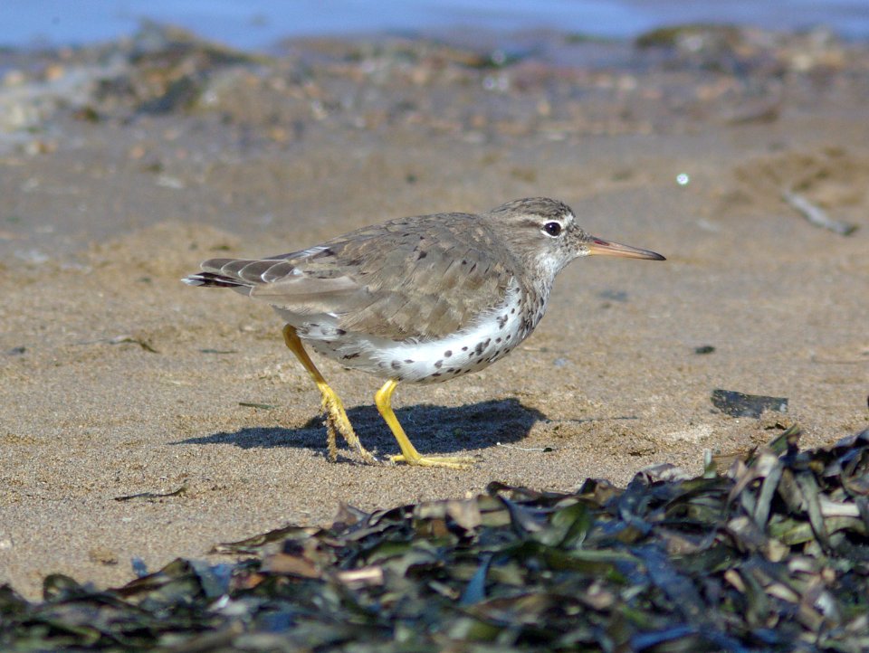 SANDPIPER, SPOTTED (3-25-09) -07