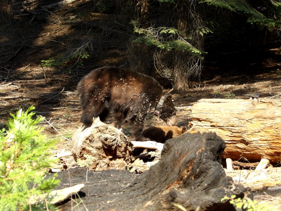 Mamma Black Bear with a Tracking Collar