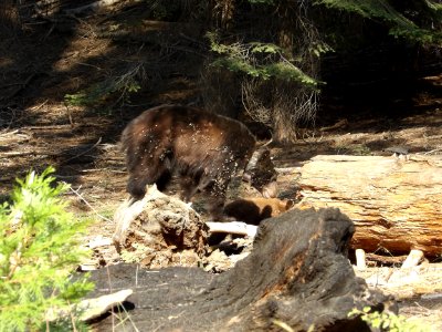Mamma Black Bear with a Tracking Collar