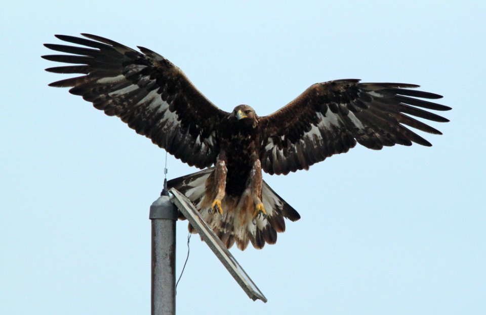 EAGLE, GOLDEN (3-21-10) san simeon, slo co, ca -08