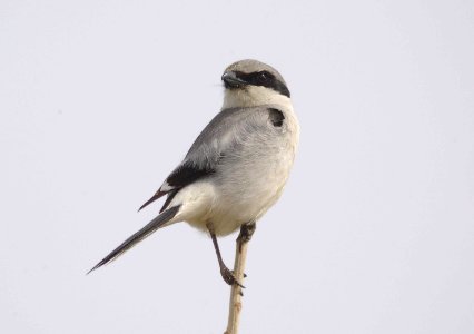 SHRIKE, LOGGERHEAD (4-14-09) carrizo -02 photo