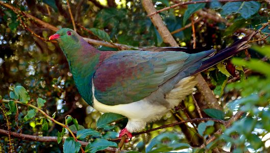 Kereru. NZ Wood Pigeon. photo