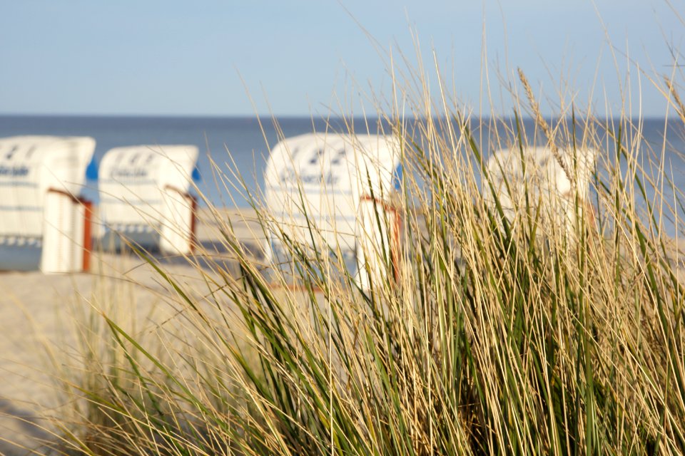 Seegras am Strand von Grömitz