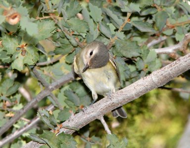 VIREO, WARBLING (9-21-09) cottonwood springs, carrizo n m , slo co, ca -03