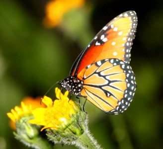 QUEEN (Danaus gilippus) (9-10-10) blue haven rd, patagonia, scc, az -02 photo