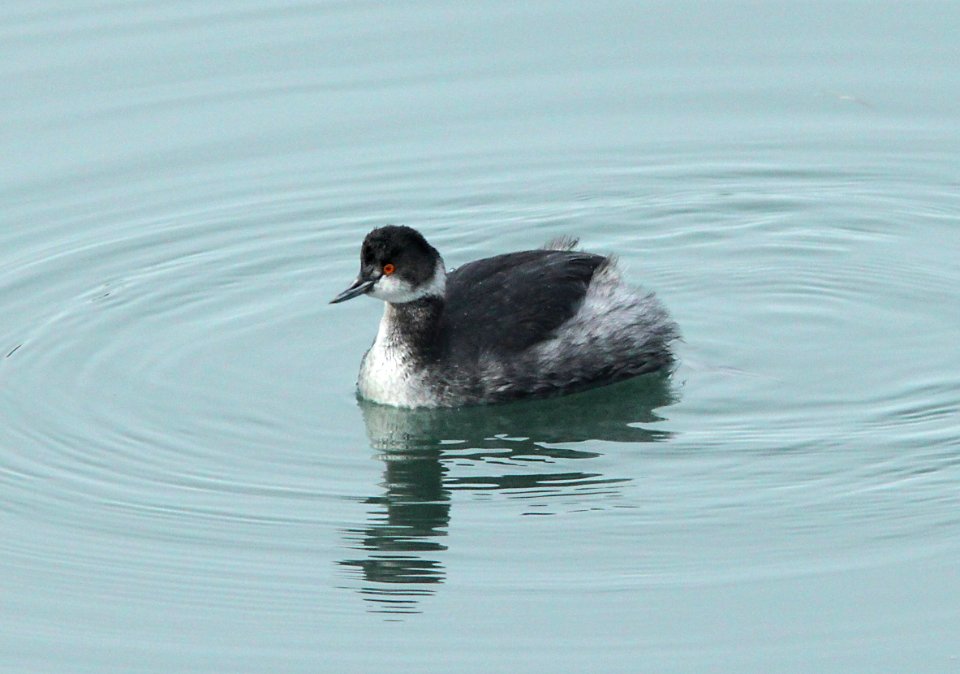 GREBE, EARED (1-9-10) morro bay, ca -02