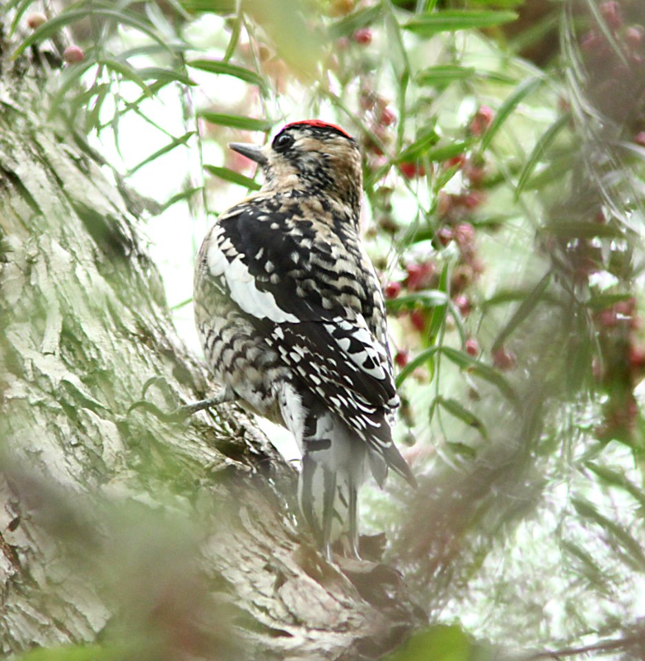 SAPSUCKER, YELLOW-BELLIED (12-21-09) first winter, santa rosa park, slo, ca -06