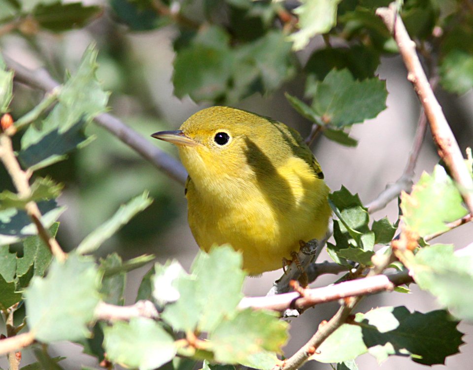 WARBLER, YELLOW (9-21-09) cottonwood springs, carrizo n m , slo co, ca -08
