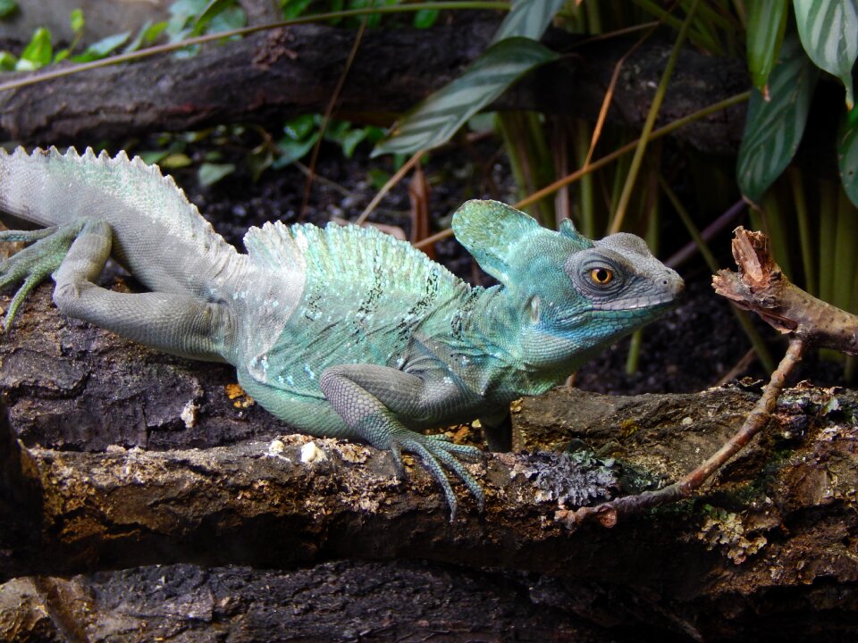 Colors lizard reptile